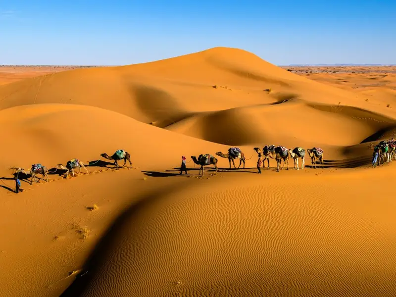 Caravane de dromadaires dans les dunes du Sahara