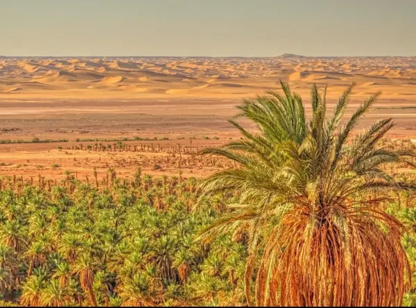 Palmier devant l'erg et ses dunes